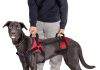 Puppy Collars: How to Choose the Perfect Fit for Your Pup canine harness