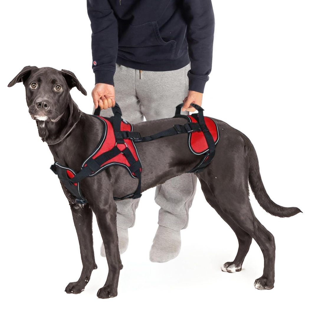 canine harness canine harness