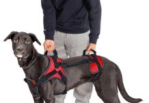 Puppy Collars: How to Choose the Perfect Fit for Your Pup canine harness