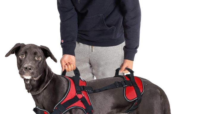 Puppy Collars: How to Choose the Perfect Fit for Your Pup canine harness