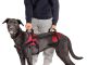 Puppy Collars: How to Choose the Perfect Fit for Your Pup canine harness