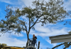 How Smart Tree Care Protects Your Home’s Value in Florida tree care