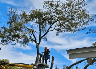 How Smart Tree Care Protects Your Home’s Value in Florida tree care