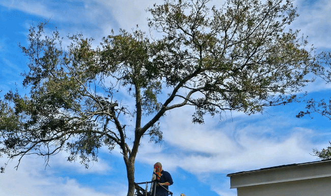 How Smart Tree Care Protects Your Home’s Value in Florida tree care