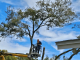 How Smart Tree Care Protects Your Home’s Value in Florida tree care