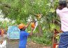Why Proper Pruning Cuts Matter for Tree Health and Structural Integrity tree cutting service near me
