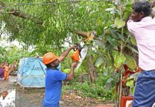 Why Proper Pruning Cuts Matter for Tree Health and Structural Integrity tree cutting service near me