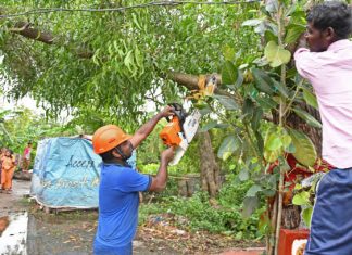 Why Proper Pruning Cuts Matter for Tree Health and Structural Integrity tree cutting service near me