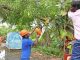 Why Proper Pruning Cuts Matter for Tree Health and Structural Integrity tree cutting service near me