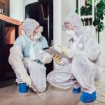 What to Expect When You Hire a Professional Bed Bug Exterminator bed bug exterminator