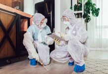 What to Expect When You Hire a Professional Bed Bug Exterminator bed bug exterminator