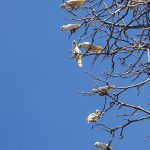 Effective Feral Bird Management Strategies for Perth Feral bird management