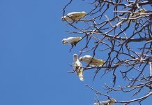 Effective Feral Bird Management Strategies for Perth Feral bird management