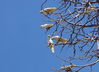 Effective Feral Bird Management Strategies for Perth Feral bird management