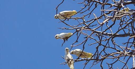 Effective Feral Bird Management Strategies for Perth Feral bird management