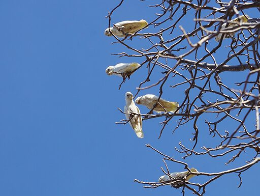 Effective Feral Bird Management Strategies for Perth Feral bird management