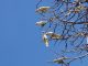 Effective Feral Bird Management Strategies for Perth Feral bird management