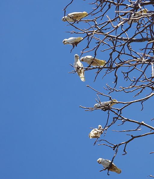 Feral bird management Feral bird management