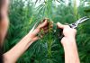 Best Strains For Winter Relaxation Cereal Milk Strains