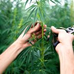 Best Strains For Winter Relaxation Cereal Milk Strains