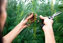 Best Strains For Winter Relaxation Cereal Milk Strains