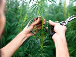 Best Strains For Winter Relaxation Cereal Milk Strains