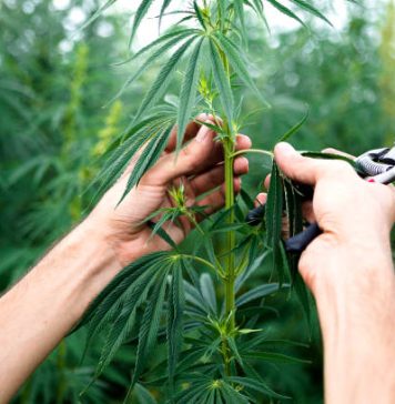 Best Strains For Winter Relaxation Cereal Milk Strains