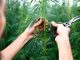 Best Strains For Winter Relaxation Cereal Milk Strains
